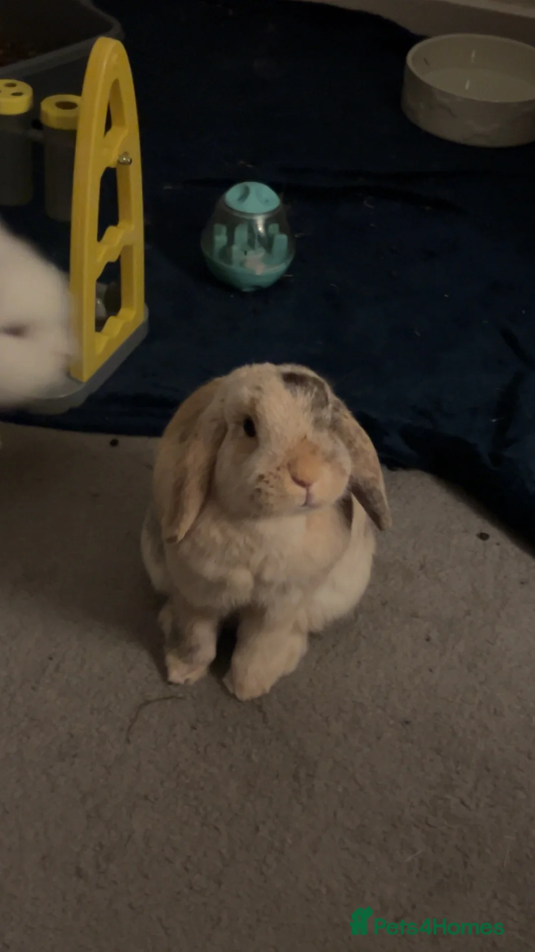 Mini Lop rabbits for sale: female miniature lop rabbit  - Advert 2