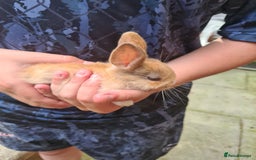 Lionhead rabbits for sale: Lionhead x Lop Baby Bunnies - Image 8