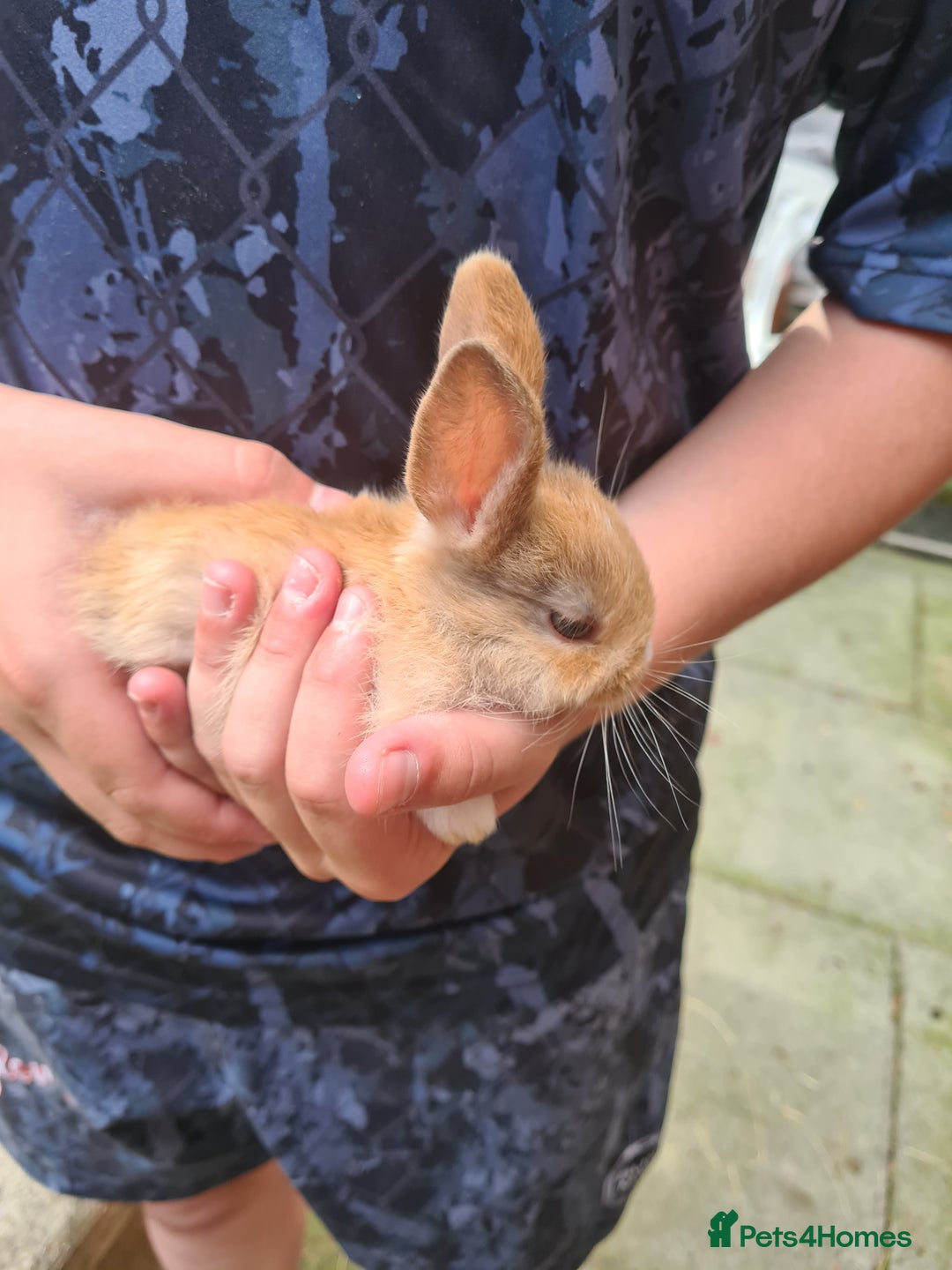 Lionhead rabbits for sale: Lionhead x Lop Baby Bunnies - Image 8