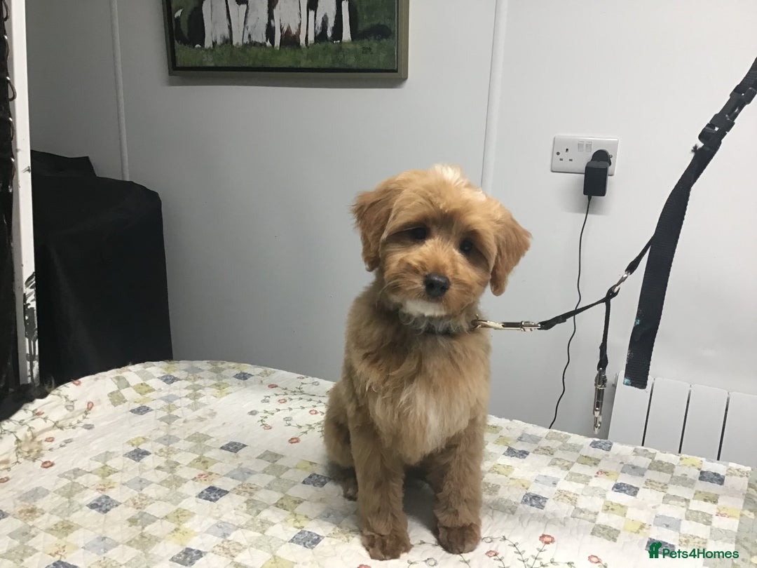 Bernedoodle dogs for sale: Rare Toy bernedoodles  - Advert 11