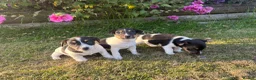 Jack Russell dogs for sale: The cutest girl puppies  - Advert 8