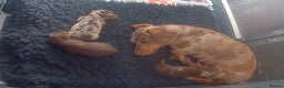 Miniature Dachshund dogs for sale: Gorgeous smooth hair litter - Advert 1