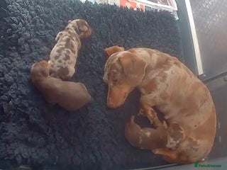 Miniature Dachshund dogs - Advert 9