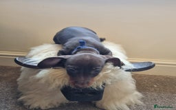 Miniature Dachshund dogs for sale: Gorgeous Mini Smooth Dachshunds Ready Now - Image 14