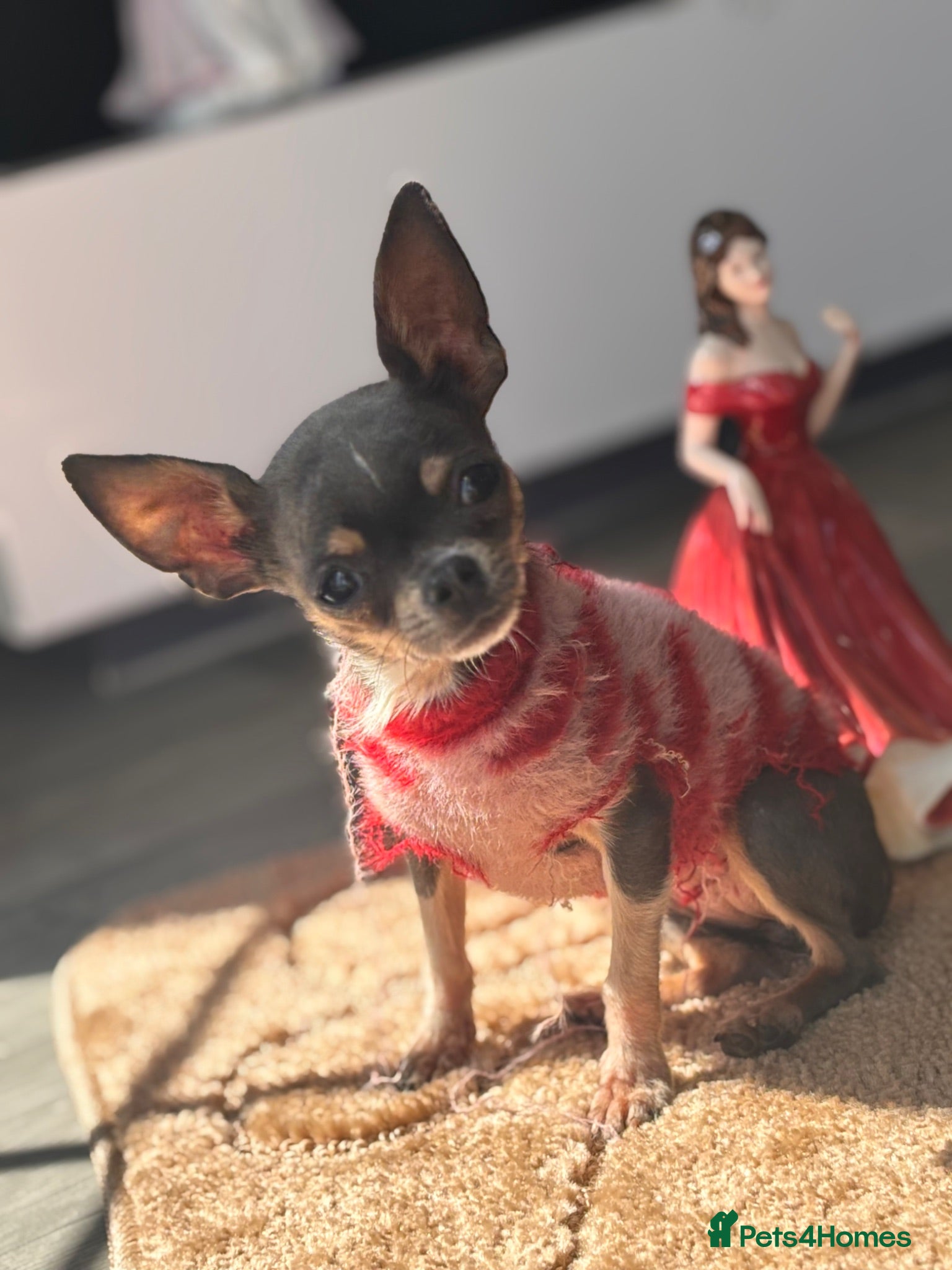 Chihuahua dogs Teacup size chihuahua - Advert 1