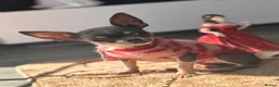 Chihuahua dogs for sale: Very tiny chihuahua - Advert 1