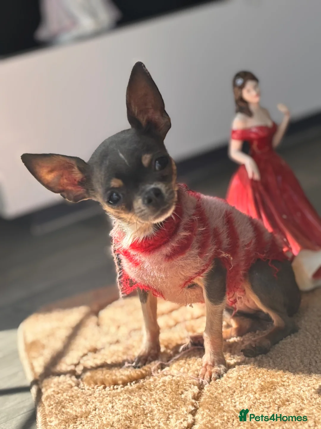 Chihuahua dogs for sale: Very tiny chihuahua - Advert 1