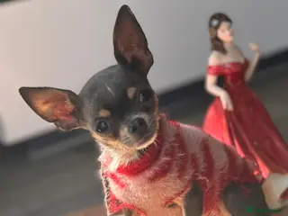 Chihuahua dogs Very tiny chihuahua - Advert 1
