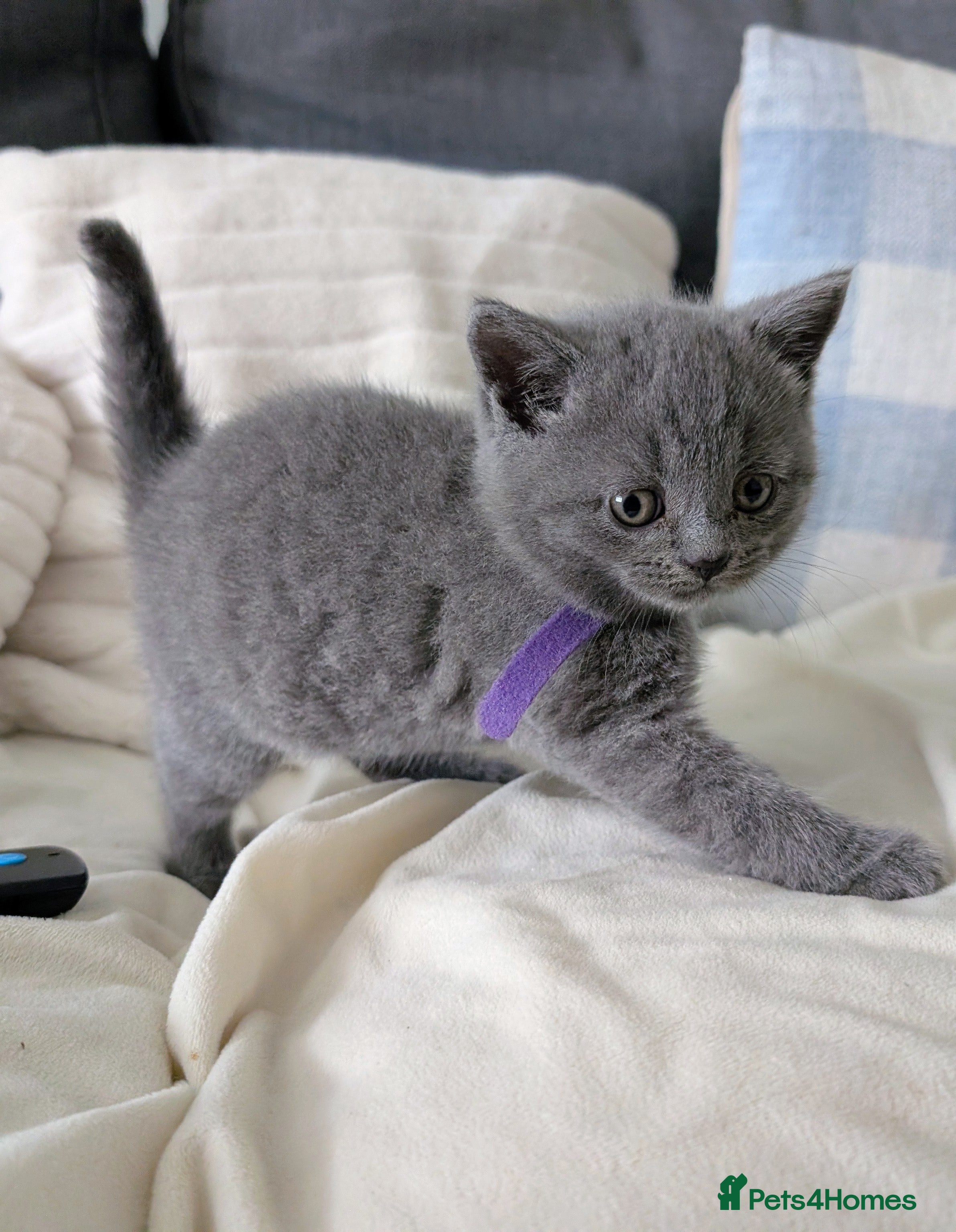 British Shorthair cats Last Boy - Blue BSH GCCF registered kittens  - Advert 2