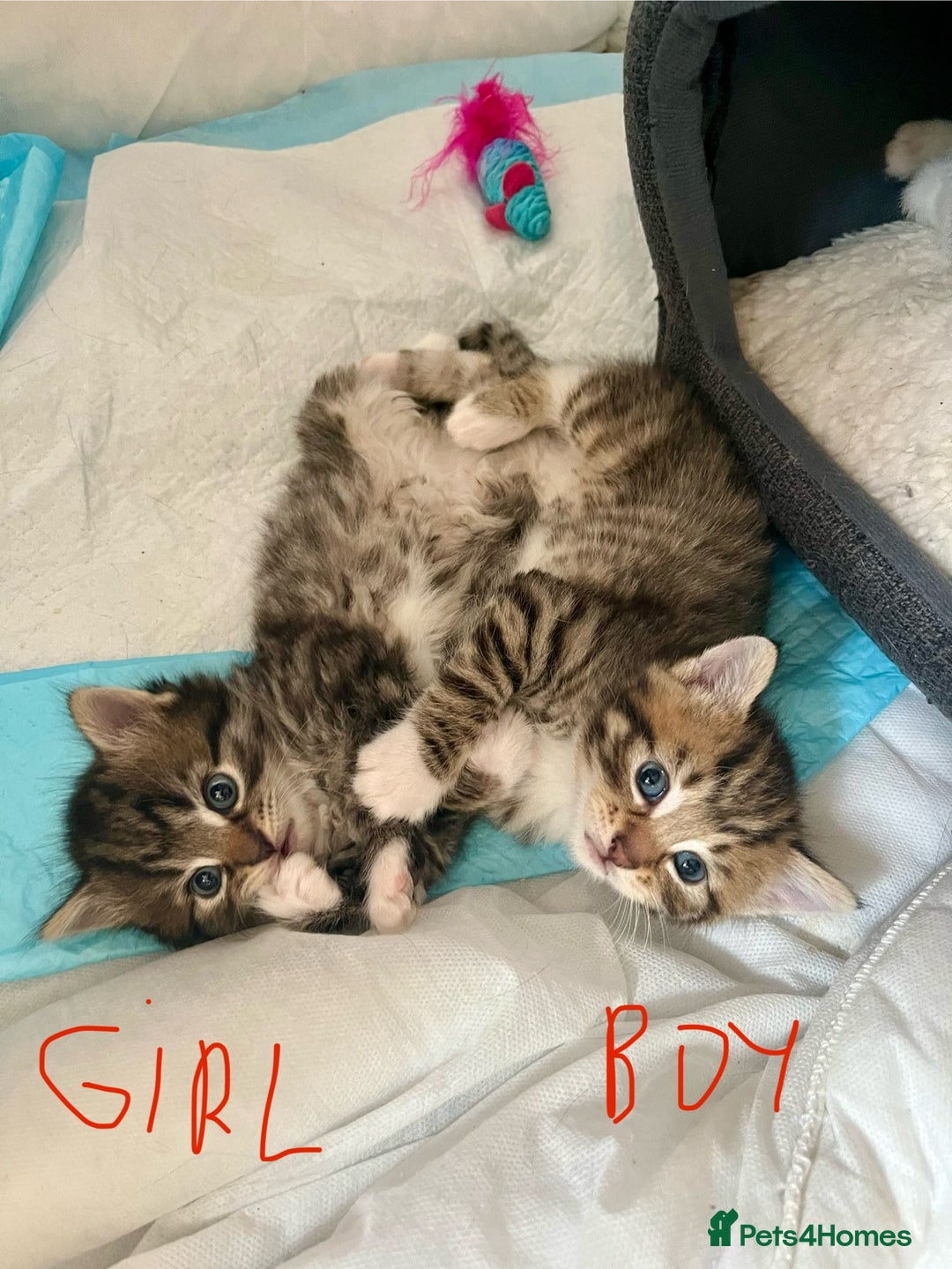 Mixed Breed cats for sale: 4 Mix Breed Kittens for sale - Image 14