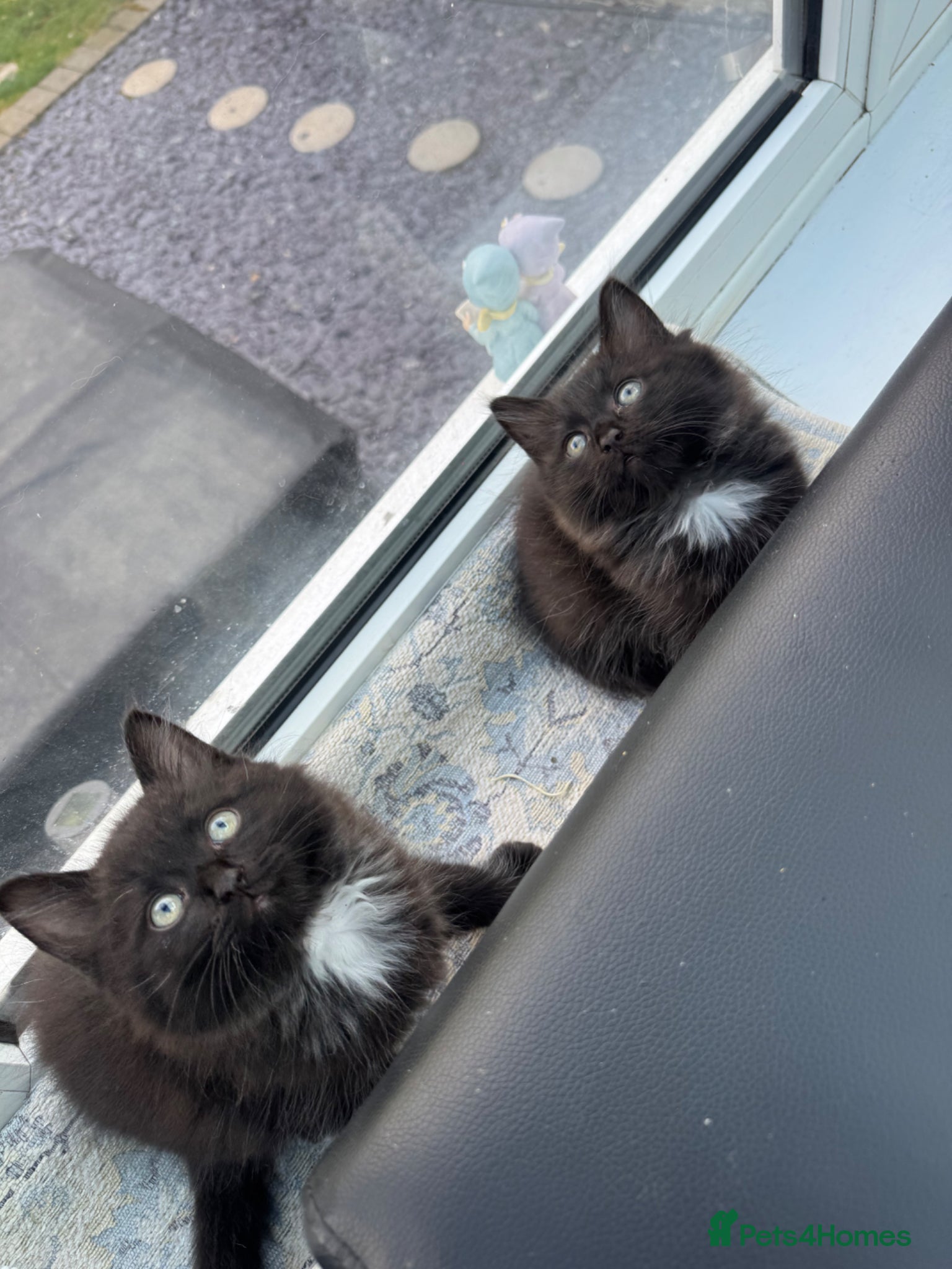 Ragdoll cats for sale: Stunning 1/2 ragdoll babies.  - Advert 15