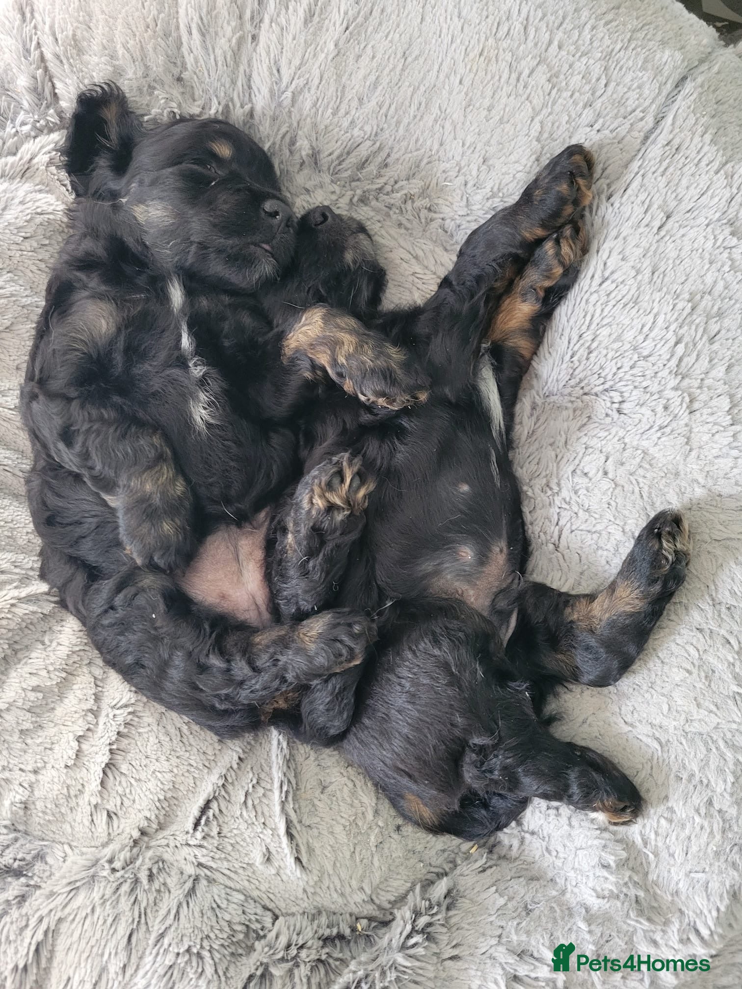 Cockapoo dogs Black and Tan Cockapoo puppies  - Advert 2