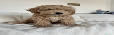 Maltipoo 4