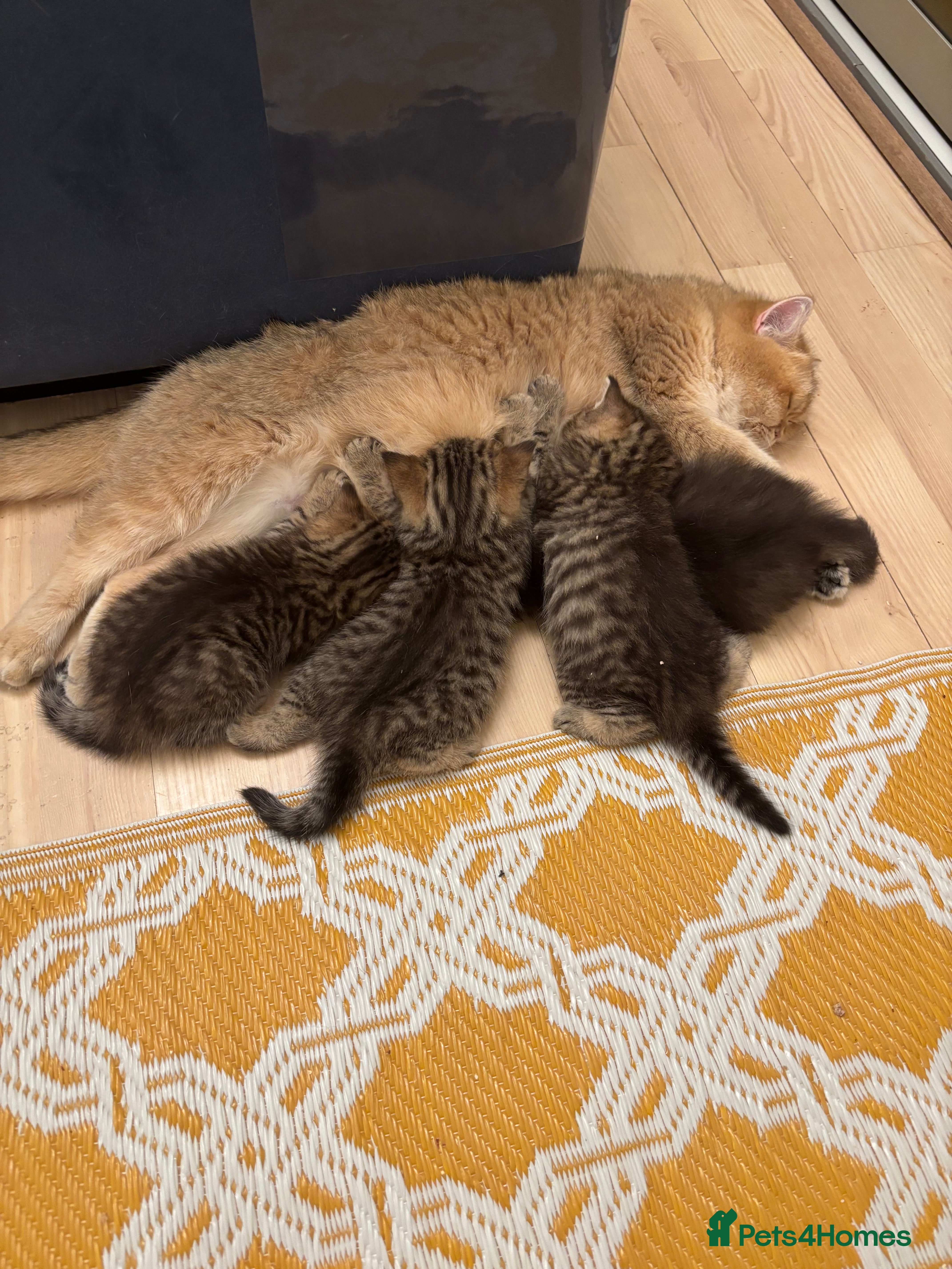 British Shorthair cats British Shorthair boys  - Advert 13