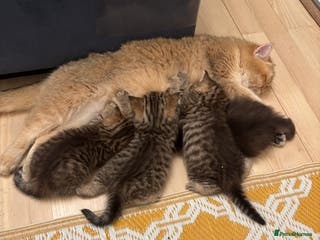 British Shorthair cats British Shorthair boys - Advert 17