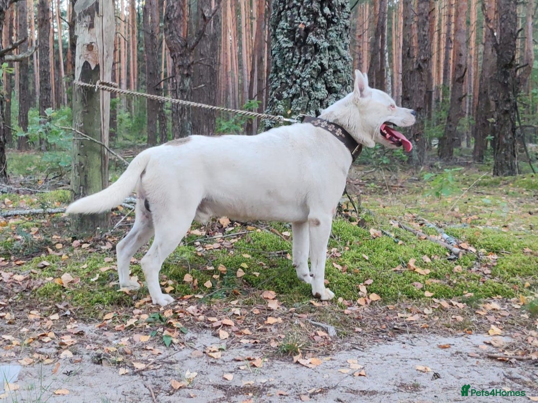 Staffordshire Bull Terrier dogs for adoption: BARON – Staffordshire Bull Terrier (Male) - Advert 2