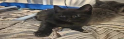 Mixed Breed cats for sale: Ragdoll x Blue short hair - Advert 5