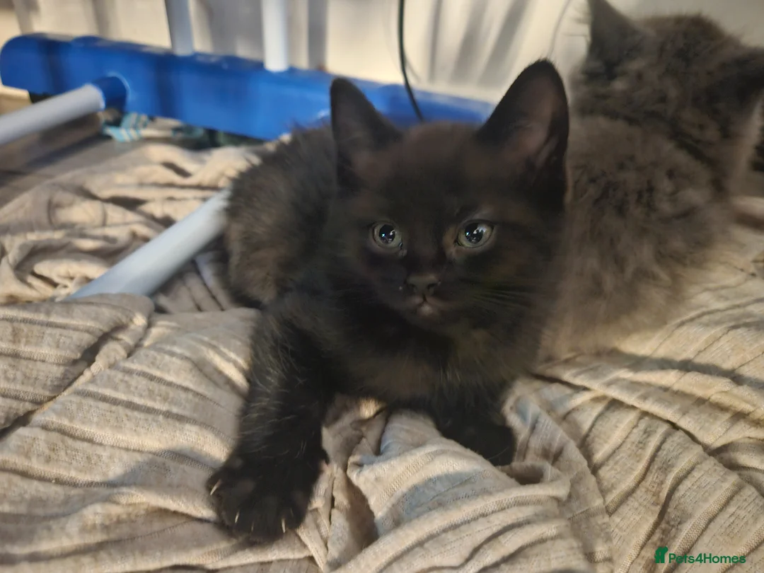 Mixed Breed cats for sale: Ragdoll x Blue short hair - Advert 5