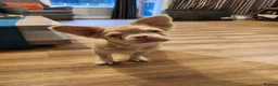 French Bulldog dogs for sale: Fluffy Pink French Bulldog in Grays - Advert 2
