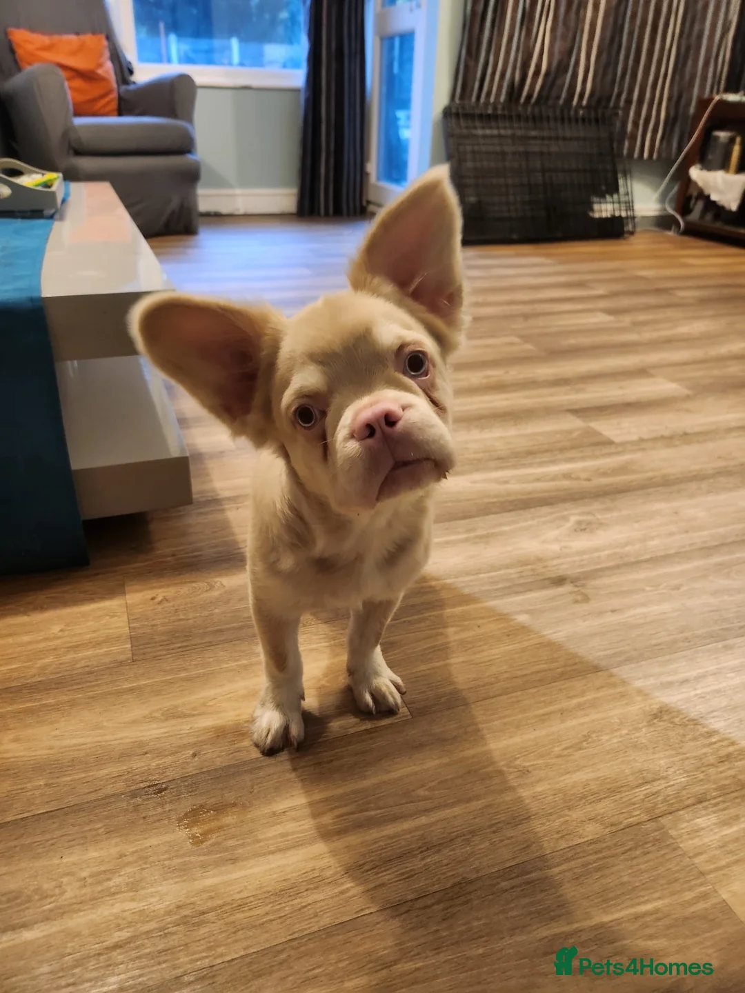French Bulldog dogs for sale: Fluffy Pink French Bulldog in Grays - Advert 2
