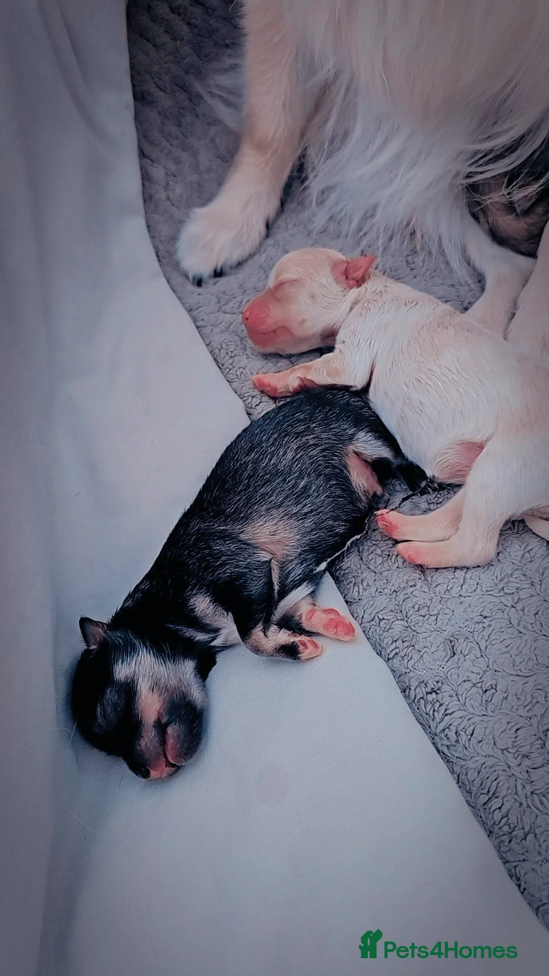 Pomeranian dogs for sale: Pomeranian puppies for loving and caring families  - Image 9