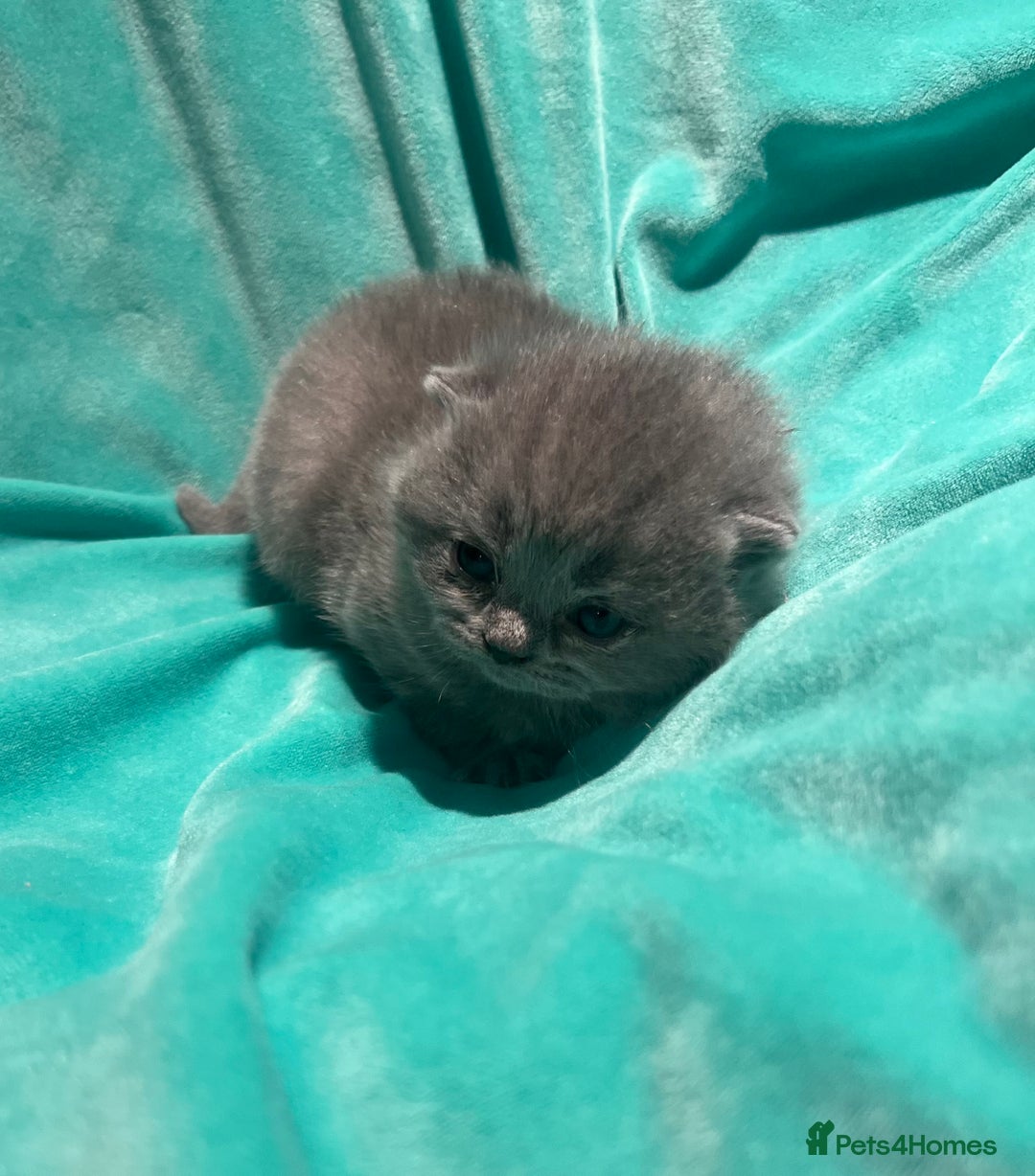 British Shorthair cats for sale: Gorgeous 4 week old health tested BSH - Advert 4