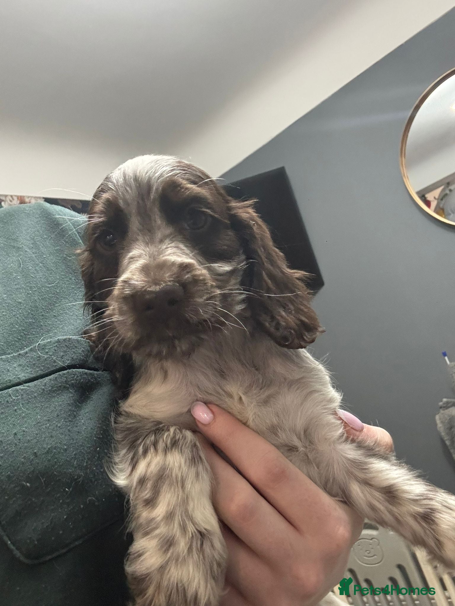 Cocker Spaniel dogs LAST KC REG SHOW COCKER BOY PUP HEALTH TESTED - Advert 1