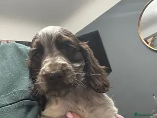 Cocker Spaniel dogs LAST KC REG SHOW COCKER BOY PUP HEALTH TESTED - Advert 1