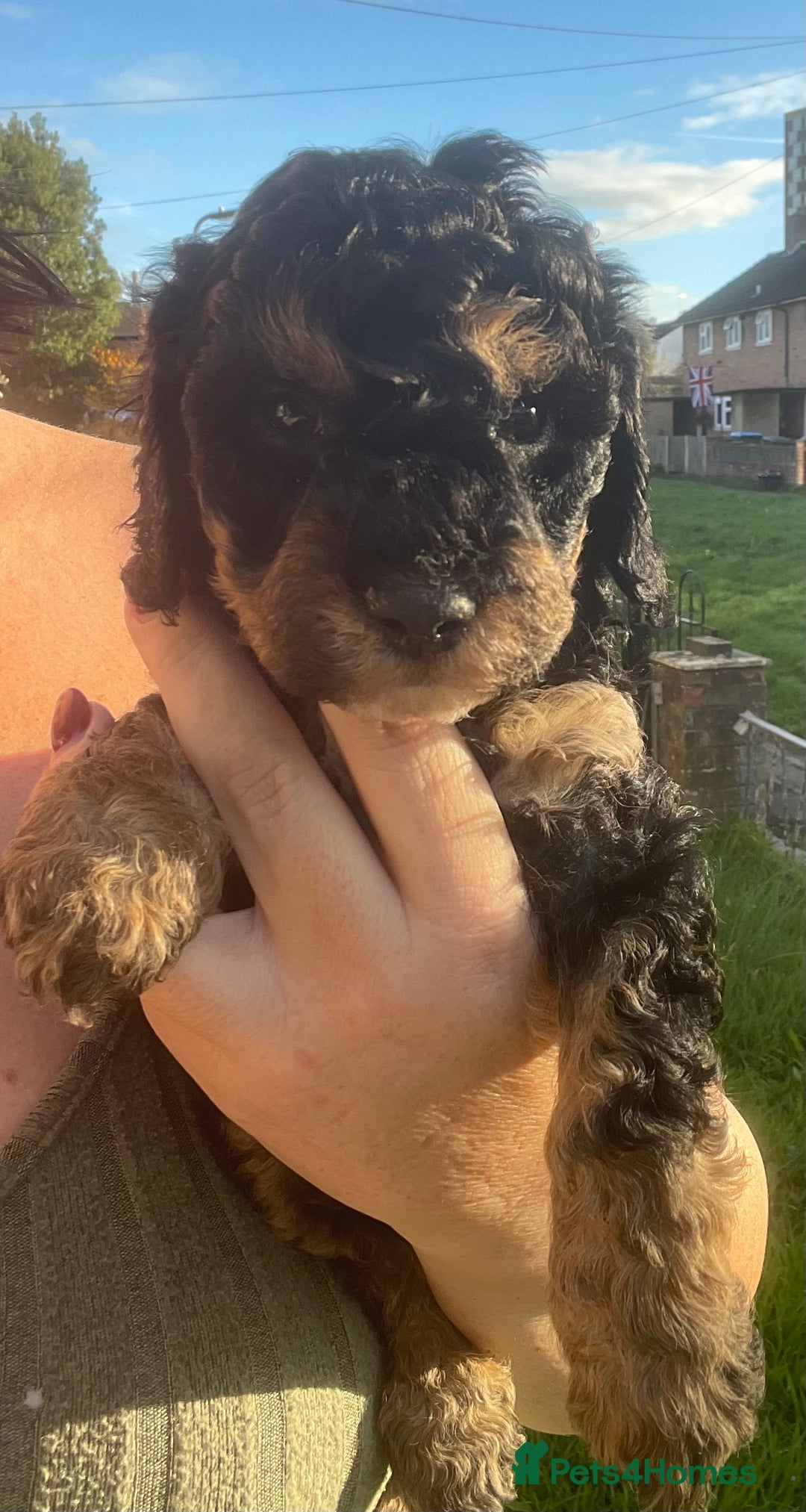 Maltipoo dogs for sale: F1B maltipoo - Image 11