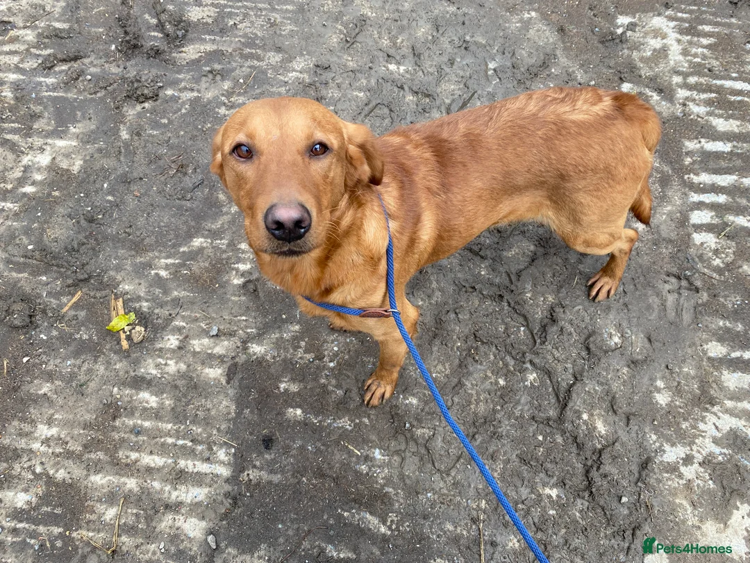 Labrador Retriever dogs for stud: Health clear,hip scored,KC Red Labrador for stud in Darlington - Advert 18