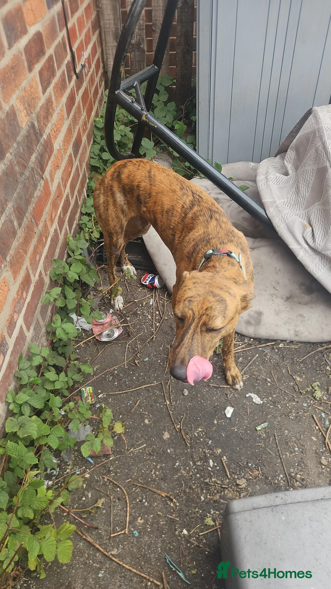 Mixed Breed dogs for sale: This is Rio - Advert 2