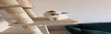 Ollie