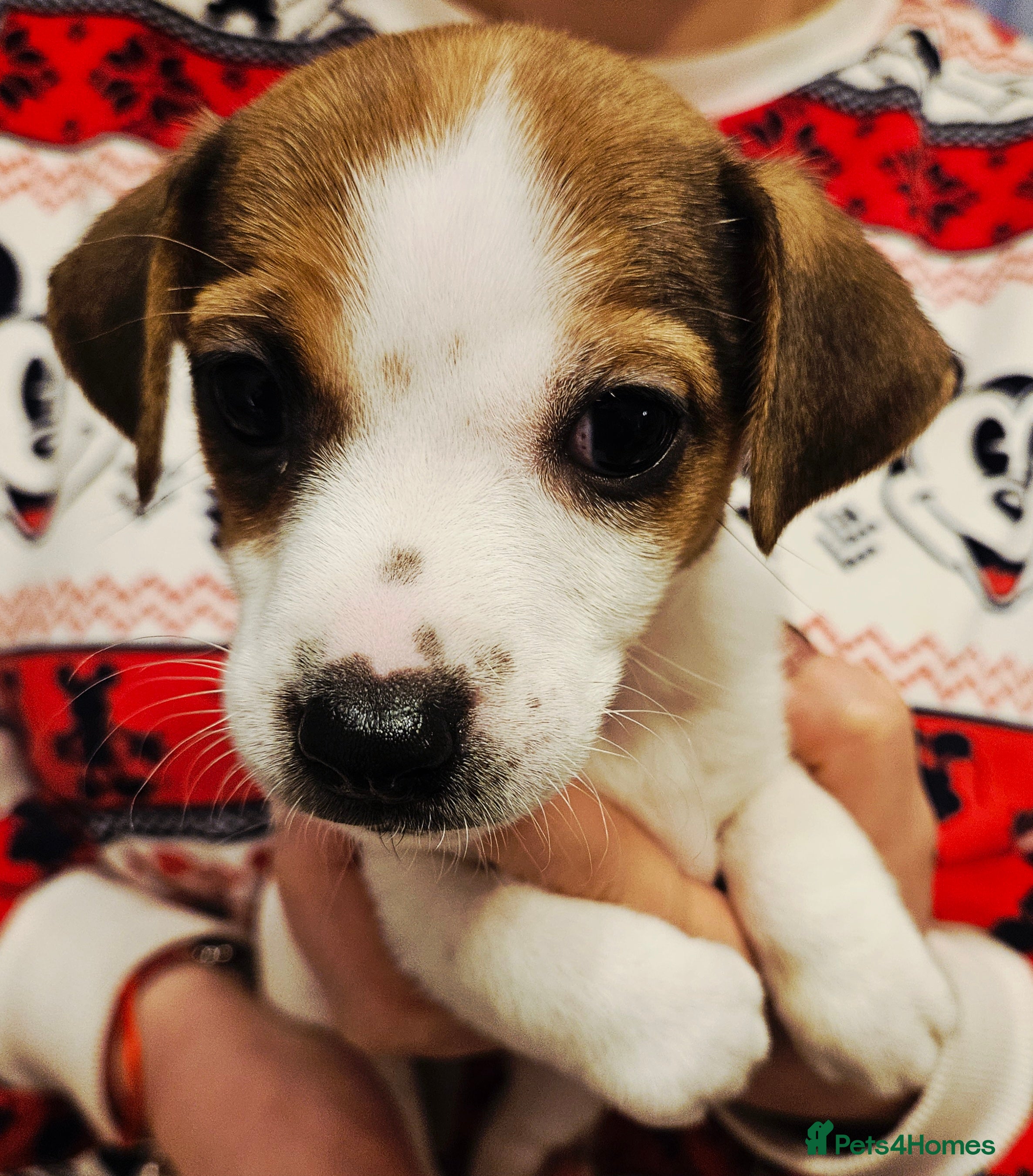 Jack Russell dogs LOVELY JACK RUSSELL PUPPIES FOR SALE. READY TO GO! - Advert 1