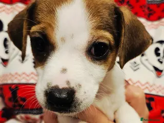 Jack Russell dogs LOVELY JACK RUSSELL PUPPIES FOR SALE. READY TO GO! - Advert 1