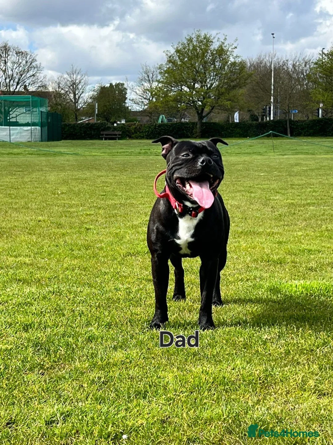 Staffordshire Bull Terrier dogs for sale: KC REGISTERED Staffordshire-bull-terrier Puppies  - Advert 18