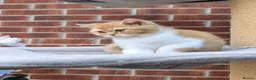 British Shorthair cats for sale: 💖👍 Ready Now👍BSH Boy And Girl😻 - Advert 6
