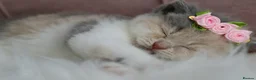 British Shorthair cats for sale: 😻 Unique BSH kittens with pedigree! ✨ - Advert 11