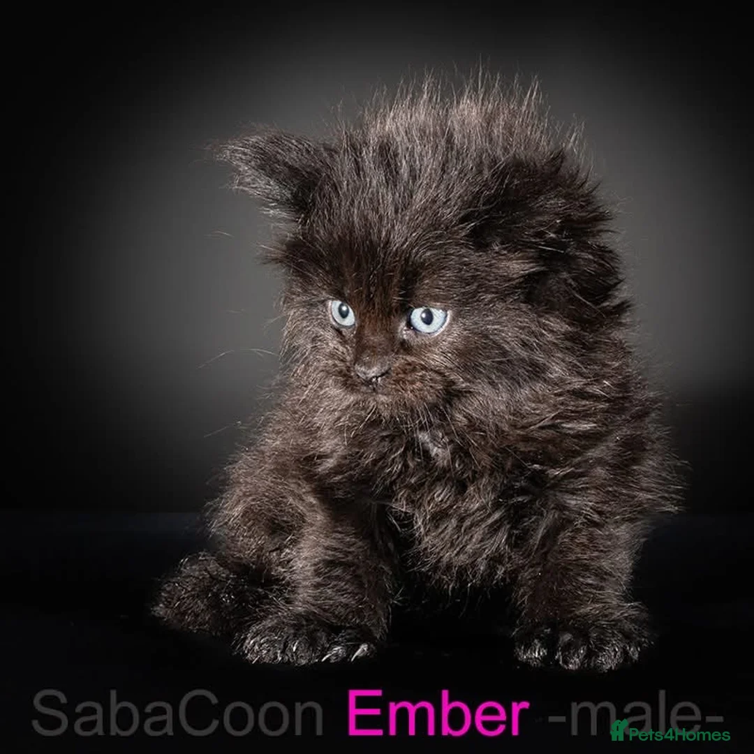 Maine Coon cats for sale: Polydactyl Maine Coon kittens are available  - Advert 32