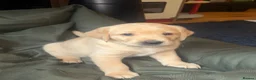 Goldador dogs for sale: Golden Retriever Labrador Puppies - Advert 2