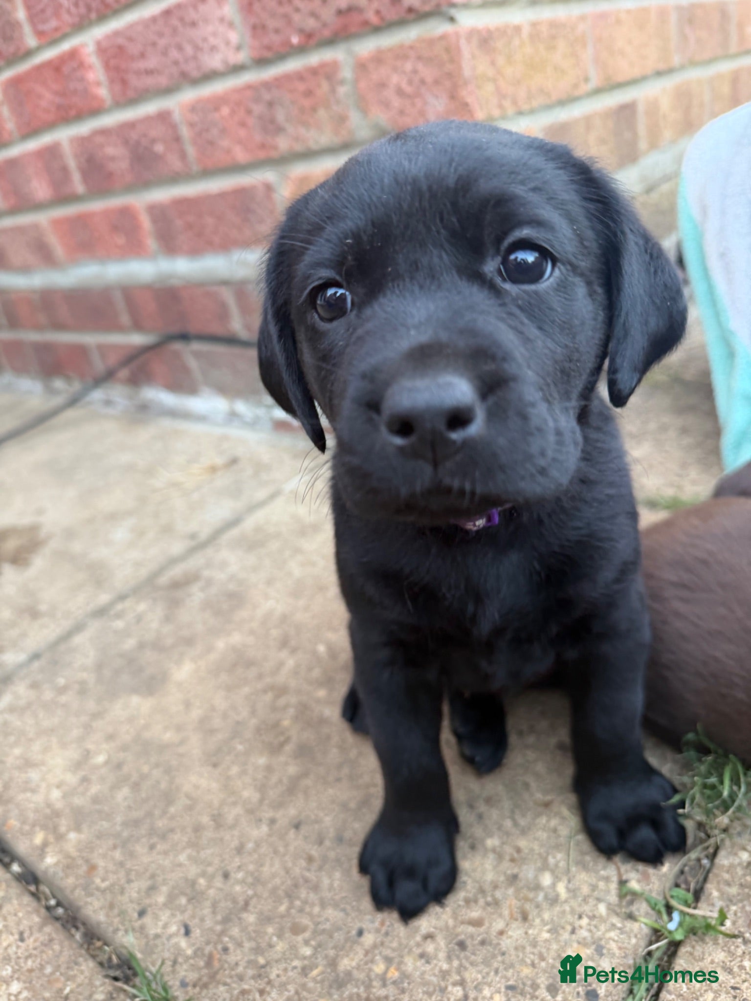 Labrador Retriever dogs 6 KC registered black Labrador puppies. 🐾 🐾 🐾  - Advert 2