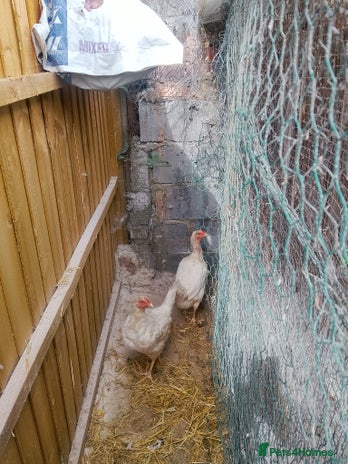 Pigeons birds - Advert 9