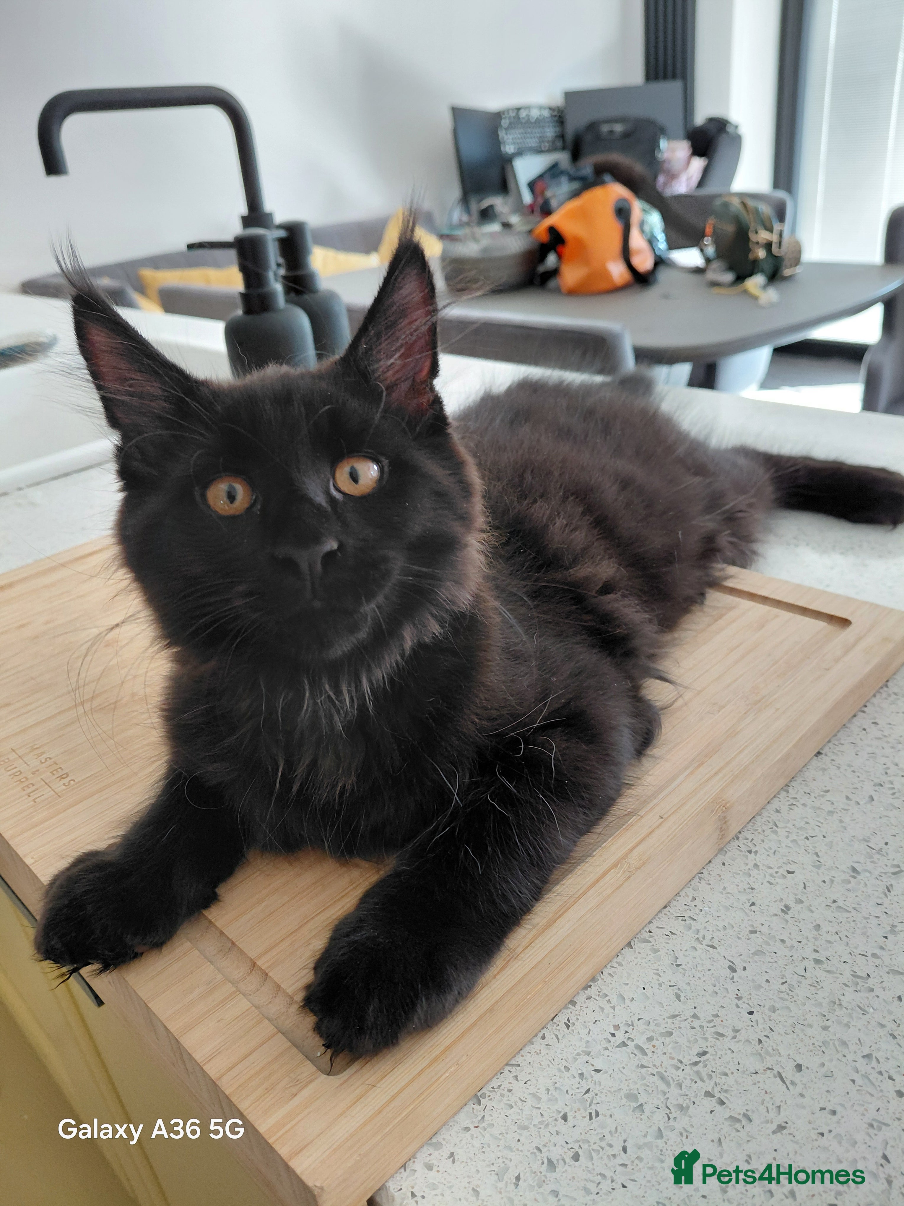 Maine Coon cats Ready now! Ticca Black smoke 3 male maine coons.  - Advert 2