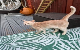 Abyssinian cats for stud: Champion lines Aby Red-Silver boy for stud in Romford - Image 19