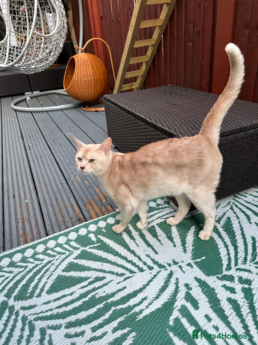 Abyssinian cats for stud: Champion lines Aby Red-Silver boy for stud in Romford - Advert 19