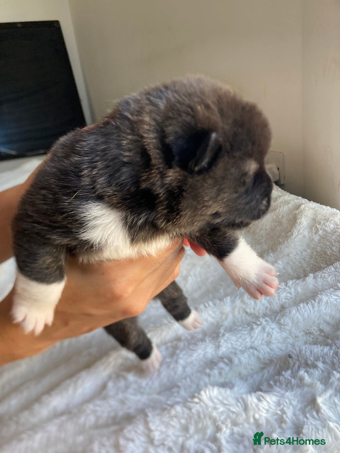 Akita dogs for sale: Akita puppies  - Image 9