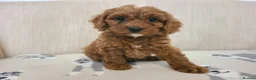Cavapoo dogs for sale: Beautiful Red Cavapoo Puppies F1bb - Advert 23