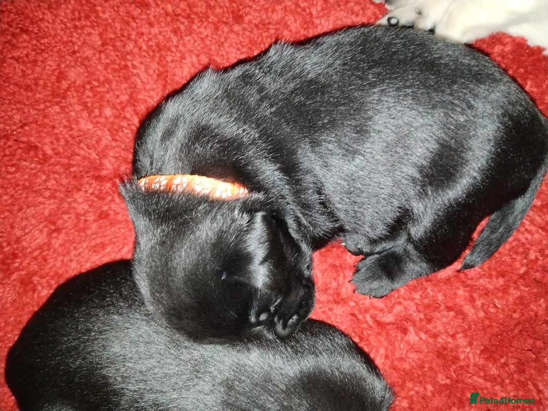 Labrador Retriever dogs for sale: Chunky Yellow & Black Labrador Puppies - Advert 5