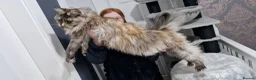 Maine Coon cats for sale: Beautiful GCCF Registered female  - Advert 6