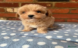 Maltipoo dogs for sale: Tiny Asian Maltipoo - Image 21