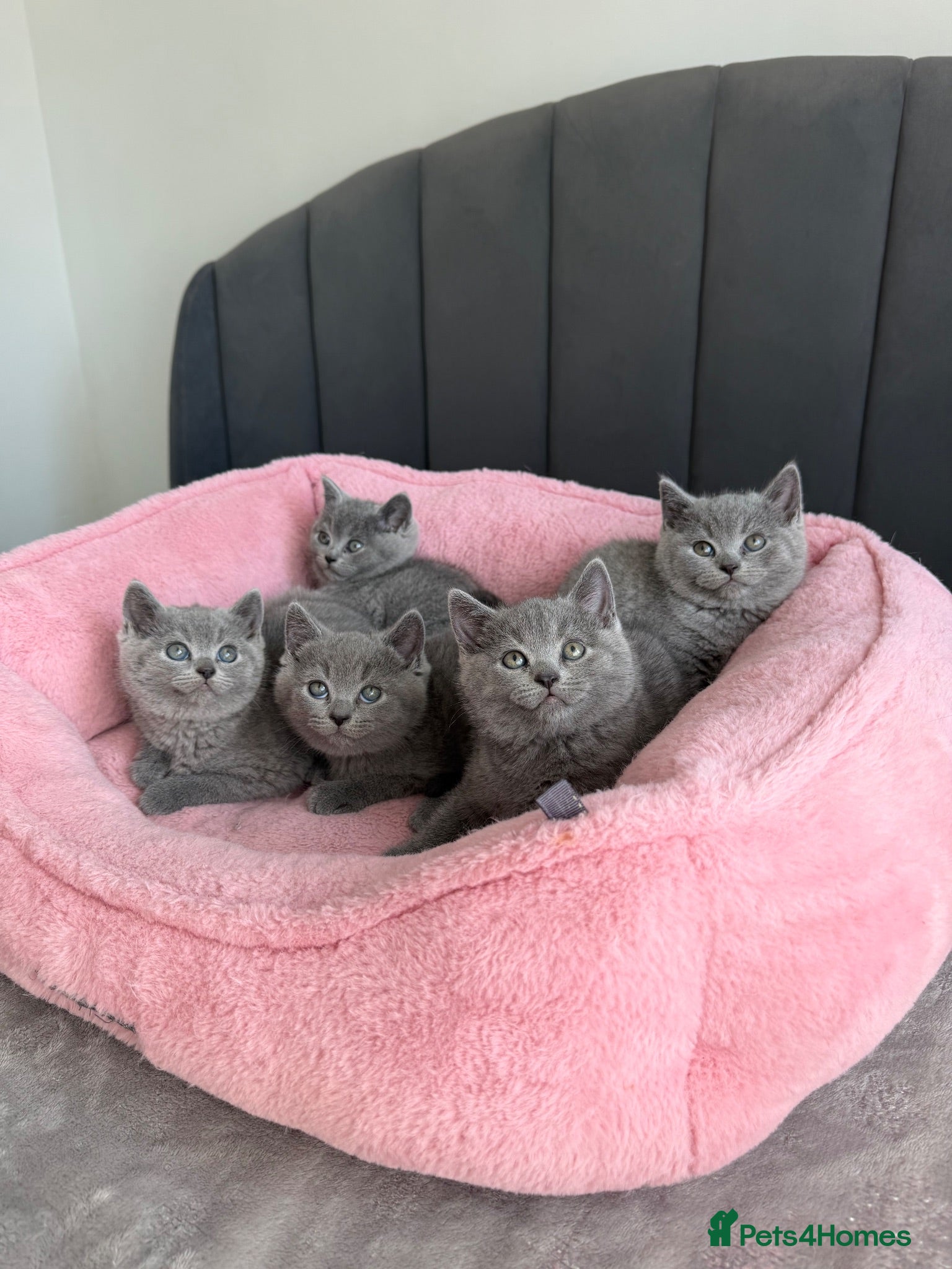 British Shorthair cats British shorthair kittens - Advert 1